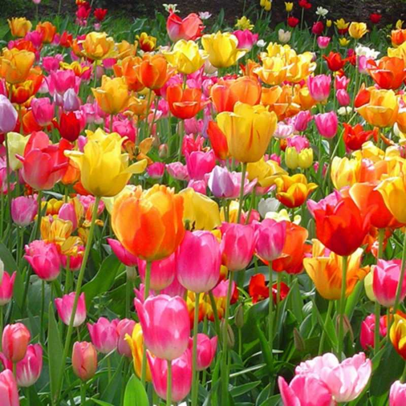 Открытка яркие цветы  на международный женский день  8 наурыз құтты болсын 