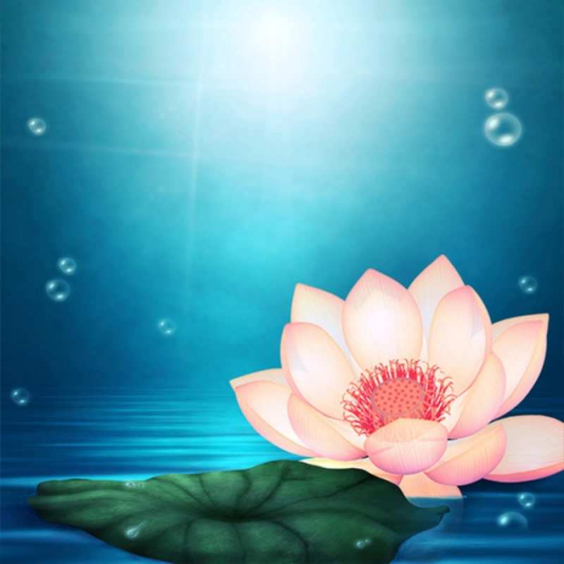 Открытка красивый цветок на воде  кувшинка  Туған күнің құтты болсын 