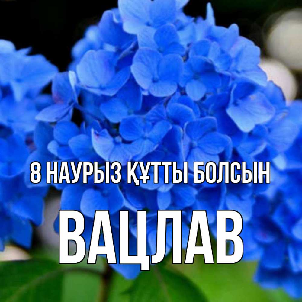 Күн сайын ашық хат с именем, Вацлав 8 наурыз құтты болсын синие цветы Онлайн тегін жүктеп алу тілектері бар керемет карта 