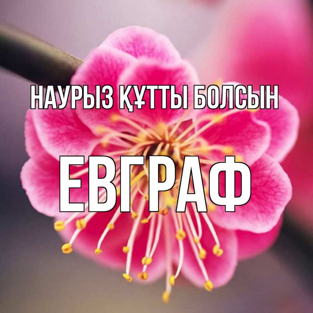 Күн сайын ашық хат с именем, Евграф Наурыз құтты болсын цветы Онлайн тегін жүктеп алу тілектері бар керемет карта 