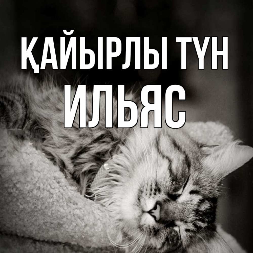 Күн сайын ашық хат с именем, Ильяс Қайырлы түн котярик пушистый Онлайн тегін жүктеп алу тілектері бар керемет карта 
