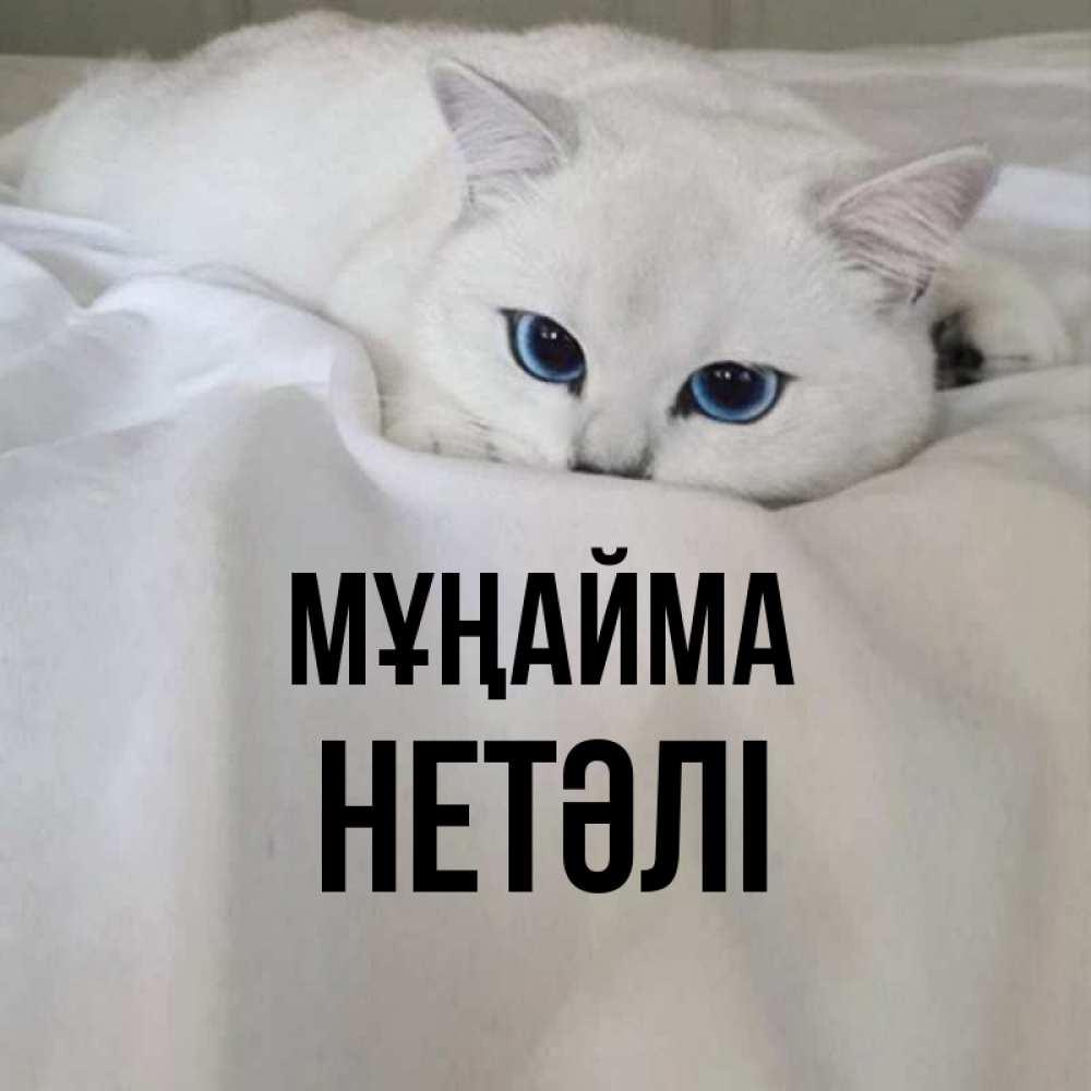 Күн сайын ашық хат с именем, НЕТӘЛІ Мұңайма Голубоглазая кошка Онлайн тегін жүктеп алу тілектері бар керемет карта 