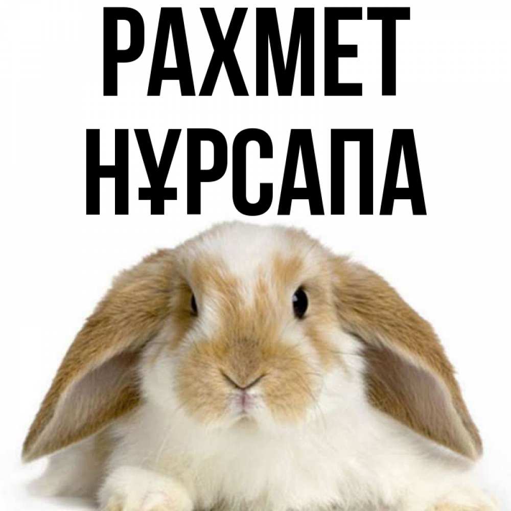 Күн сайын ашық хат с именем, НҰРСАПА рахмет коричнево белый заяц Онлайн тегін жүктеп алу тілектері бар керемет карта 