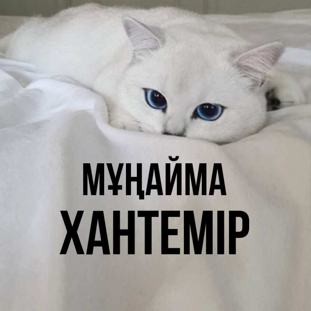 Күн сайын ашық хат с именем, ХАНТЕМІР Мұңайма Голубоглазая кошка Онлайн тегін жүктеп алу тілектері бар керемет карта 