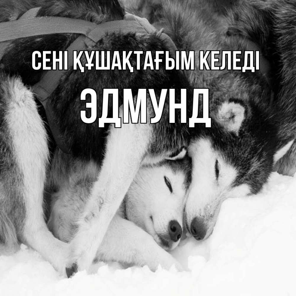 Күн сайын ашық хат с именем, Эдмунд сені құшақтағым келеді собачки в упряжке Онлайн тегін жүктеп алу тілектері бар керемет карта 