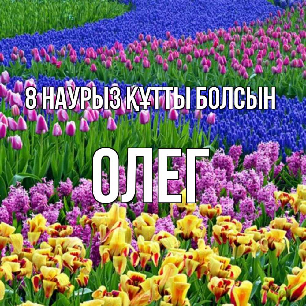 Күн сайын ашық хат с именем, Олег 8 наурыз құтты болсын цветы Онлайн тегін жүктеп алу тілектері бар керемет карта 