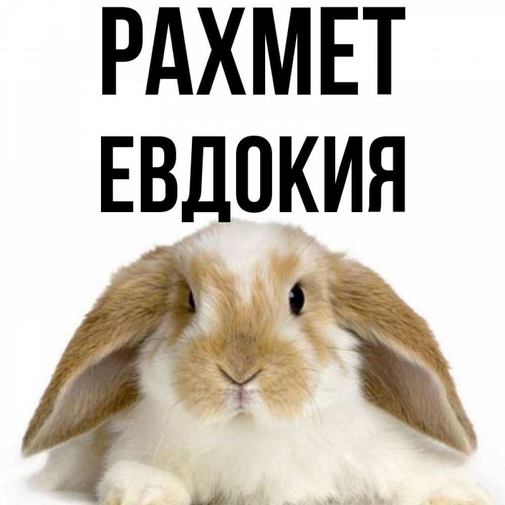 Күн сайын ашық хат с именем, Евдокия рахмет коричнево белый заяц Онлайн тегін жүктеп алу тілектері бар керемет карта 