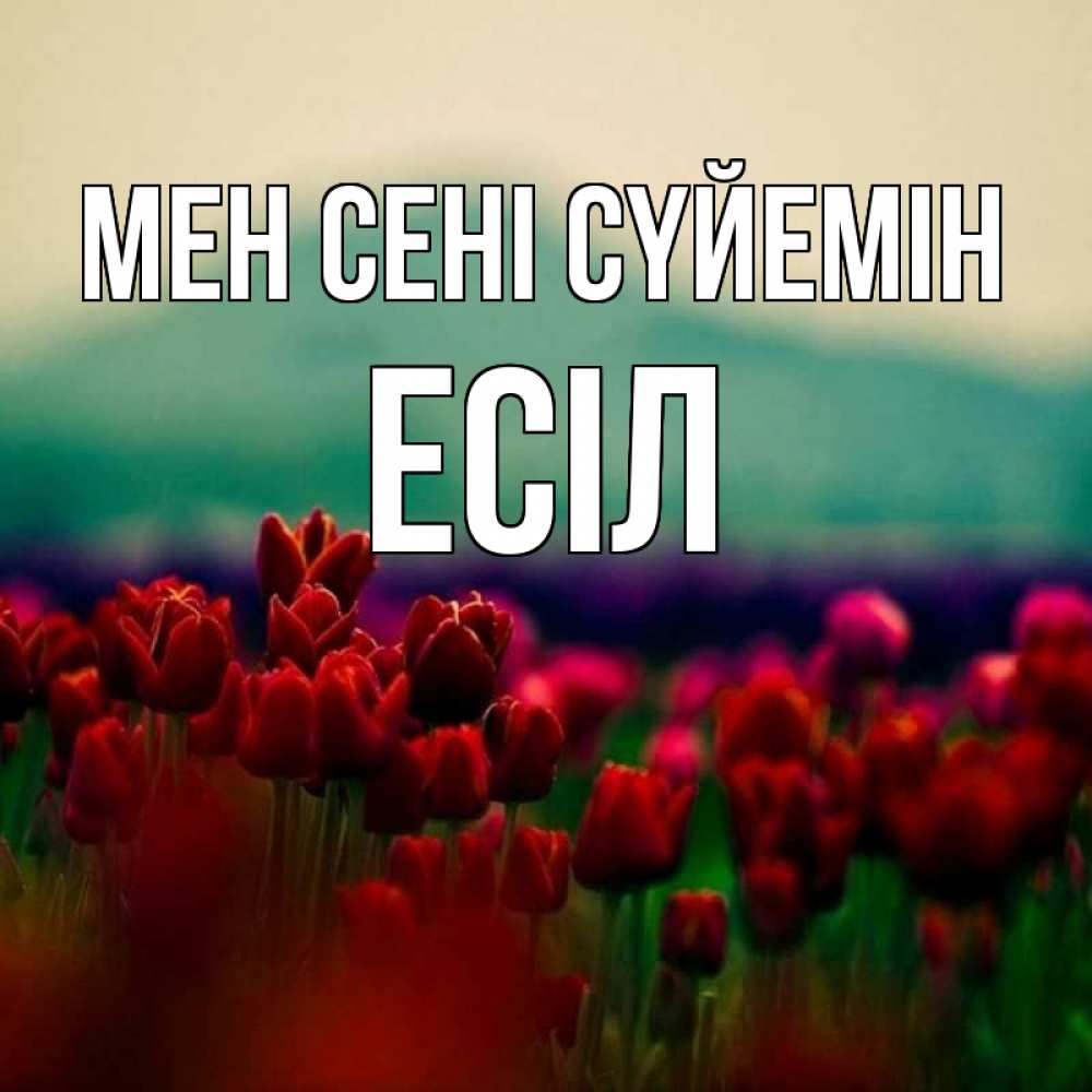 Күн сайын ашық хат с именем, Есіл Мен сені сүйемін тюльпаны 4 Онлайн тегін жүктеп алу тілектері бар керемет карта 
