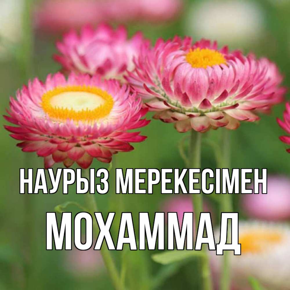 Күн сайын ашық хат с именем, Мохаммад Наурыз мерекесімен подарок на международный женский день Онлайн тегін жүктеп алу тілектері бар керемет карта 
