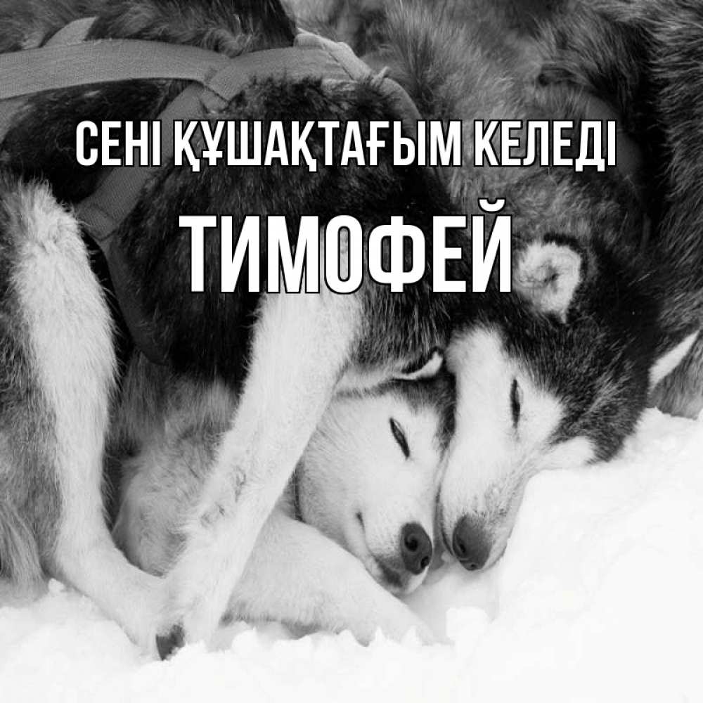 Күн сайын ашық хат с именем, Тимофей сені құшақтағым келеді собачки в упряжке Онлайн тегін жүктеп алу тілектері бар керемет карта 