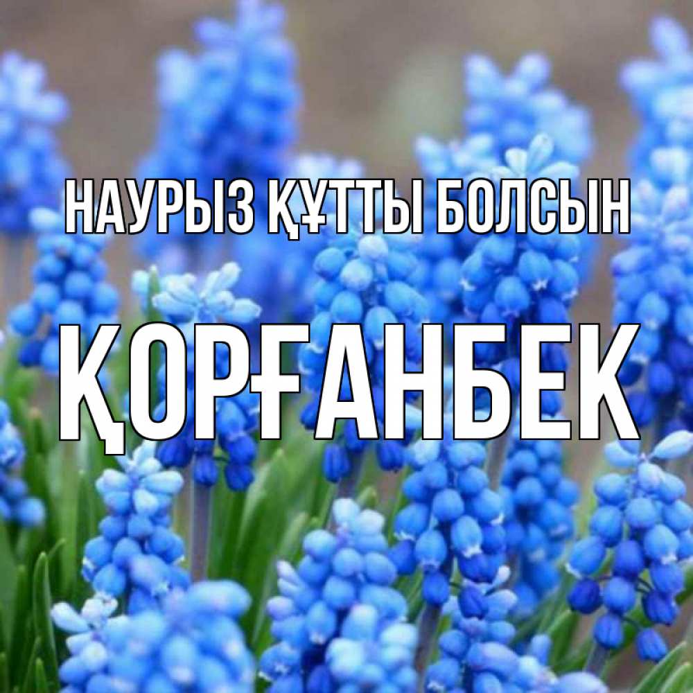 Күн сайын ашық хат с именем, Қорғанбек Наурыз құтты болсын Поздравительная открытка для женщин с цветами на праздничную дату Онлайн тегін жүктеп алу тілектері бар керемет карта 