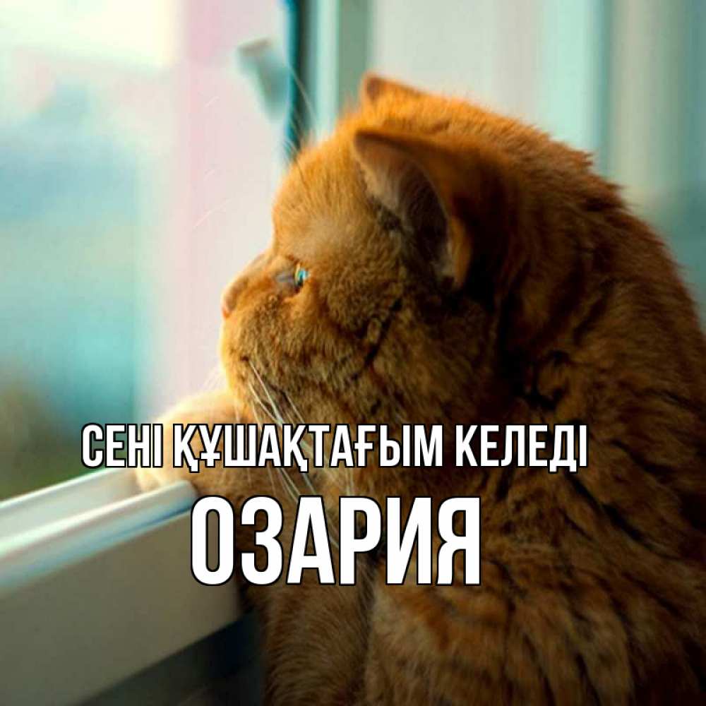 Күн сайын ашық хат с именем, ОЗАРИЯ сені құшақтағым келеді большой огромный рыжий котяра Онлайн тегін жүктеп алу тілектері бар керемет карта 