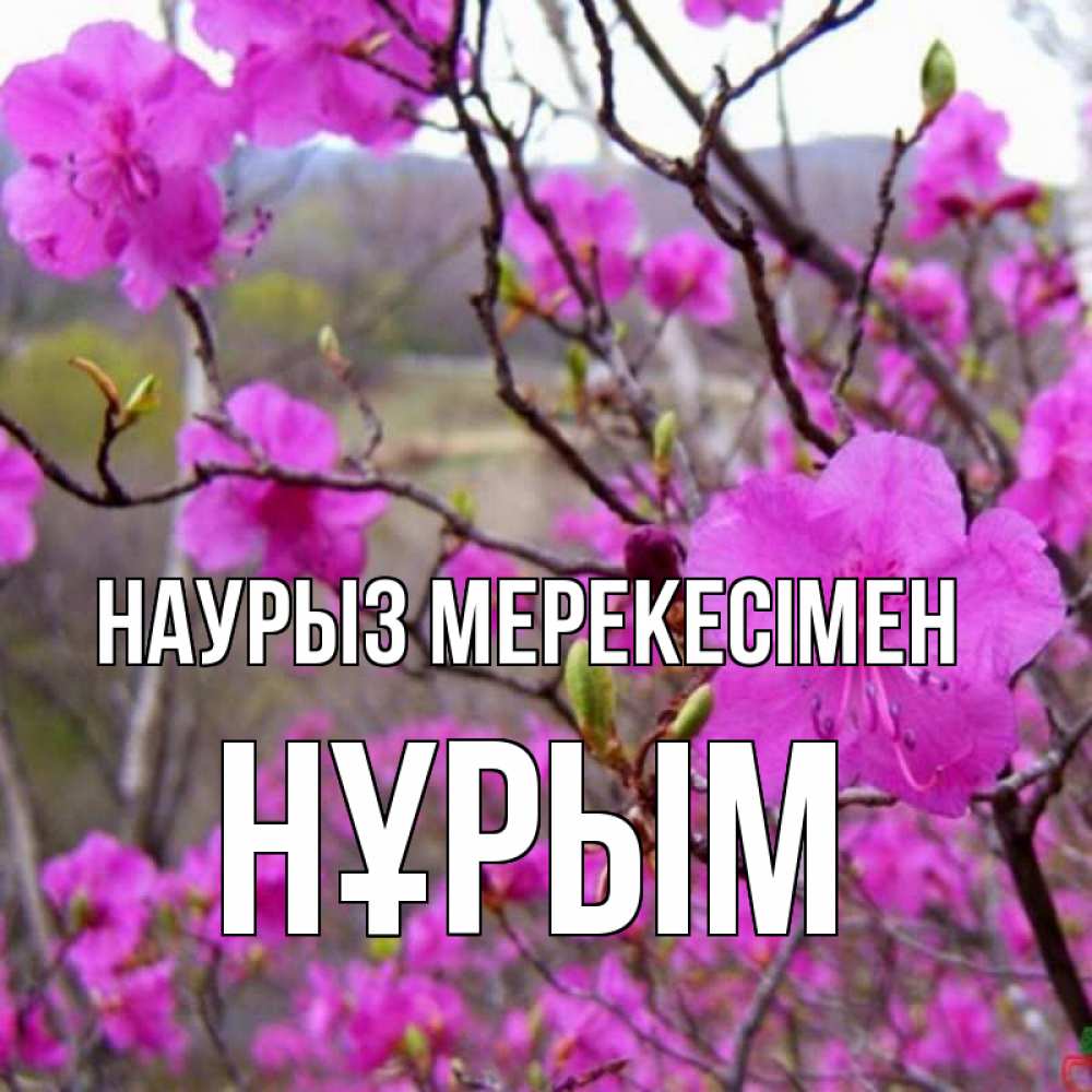 Күн сайын ашық хат с именем, Нұрым Наурыз мерекесімен праздник весны наурыз Онлайн тегін жүктеп алу тілектері бар керемет карта 