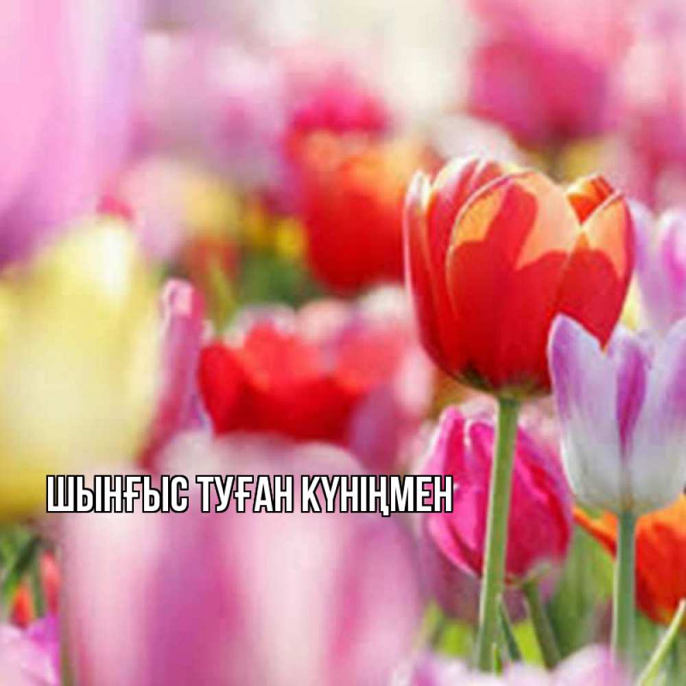 Картинка  с именем , ШЫНҒЫС! ТУҒАН КҮНІҢМЕН!