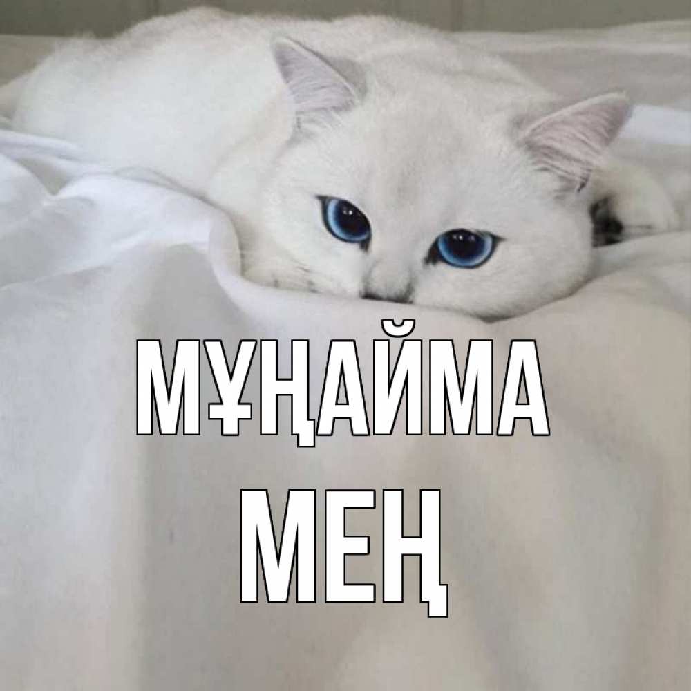 Күн сайын ашық хат с именем, МЕҢ Мұңайма белый кот с голубыми глазами на белоснежной кровати Онлайн тегін жүктеп алу тілектері бар керемет карта 