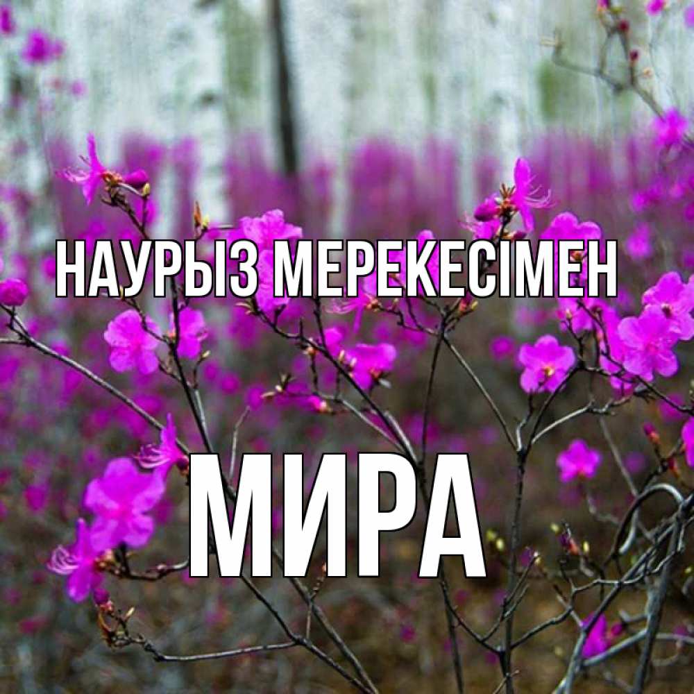 Күн сайын ашық хат с именем, МИРА Наурыз мерекесімен дикие цветы Онлайн тегін жүктеп алу тілектері бар керемет карта 