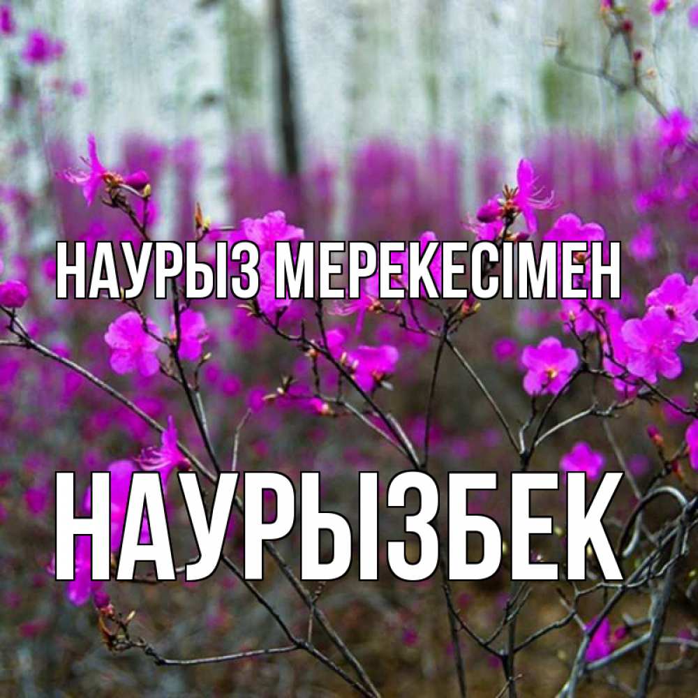 Күн сайын ашық хат с именем, Наурызбек Наурыз мерекесімен дикие цветы Онлайн тегін жүктеп алу тілектері бар керемет карта 