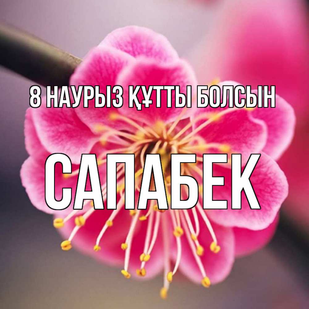 Күн сайын ашық хат с именем, САПАБЕК 8 наурыз құтты болсын цветы Онлайн тегін жүктеп алу тілектері бар керемет карта 
