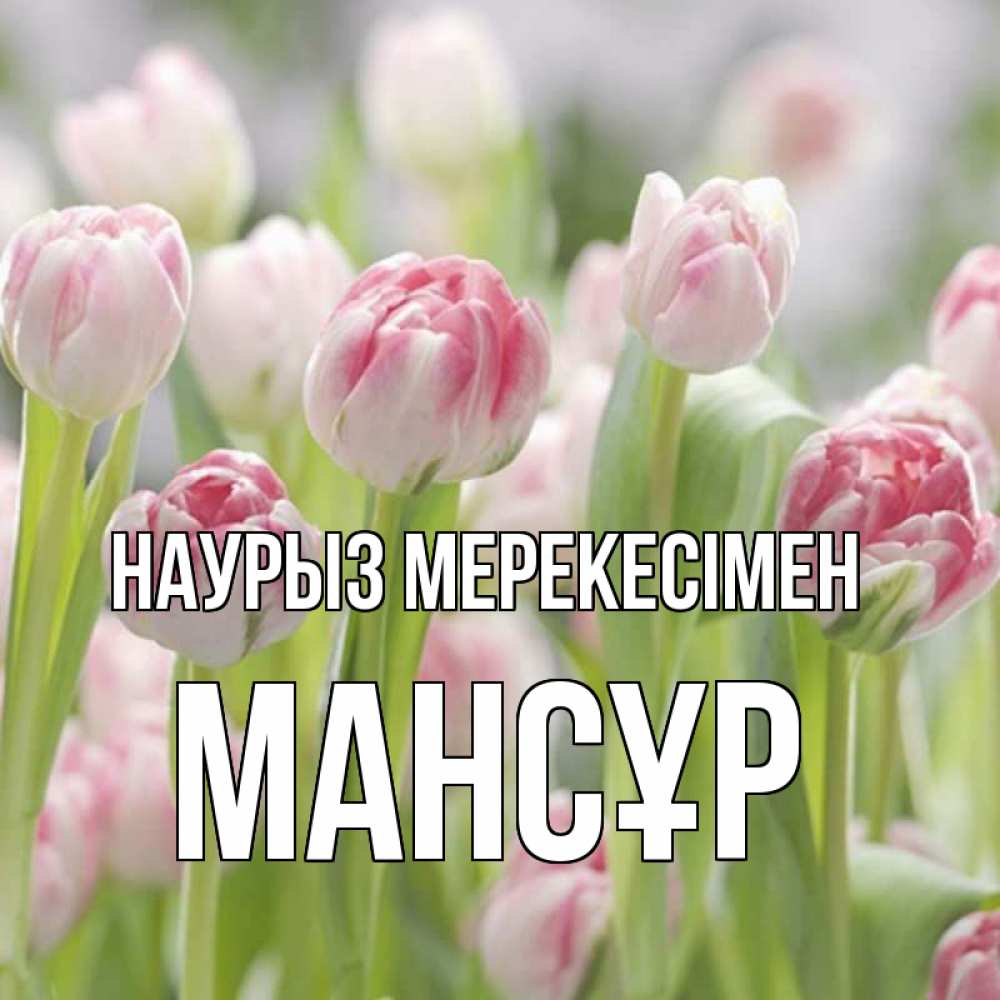 Күн сайын ашық хат с именем, МАНСҰР Наурыз мерекесімен цветы Онлайн тегін жүктеп алу тілектері бар керемет карта 
