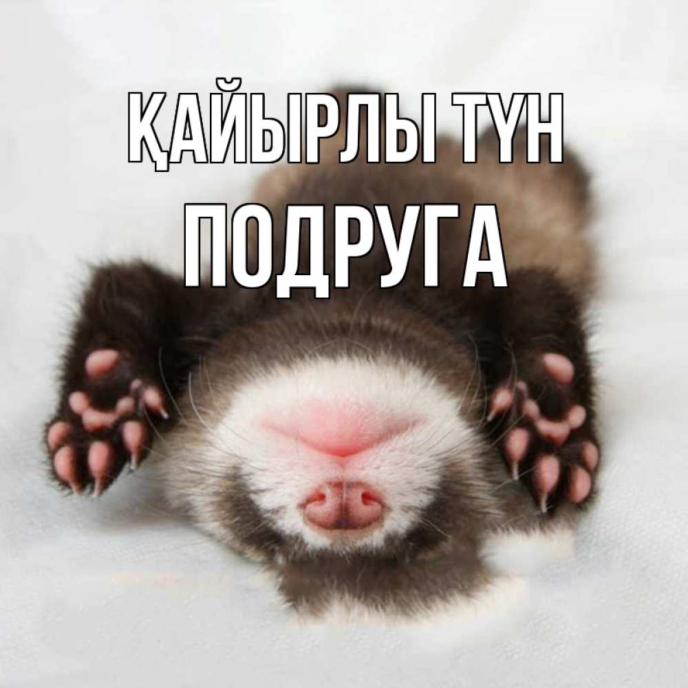 Күн сайын ашық хат с именем, Подруга Қайырлы түн зверек Онлайн тегін жүктеп алу тілектері бар керемет карта 