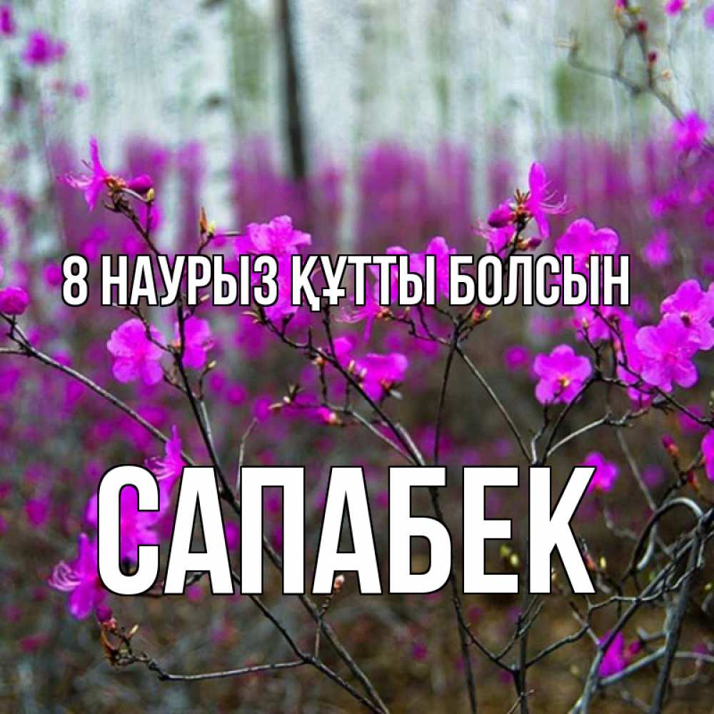 Күн сайын ашық хат с именем, САПАБЕК 8 наурыз құтты болсын дикие цветы Онлайн тегін жүктеп алу тілектері бар керемет карта 