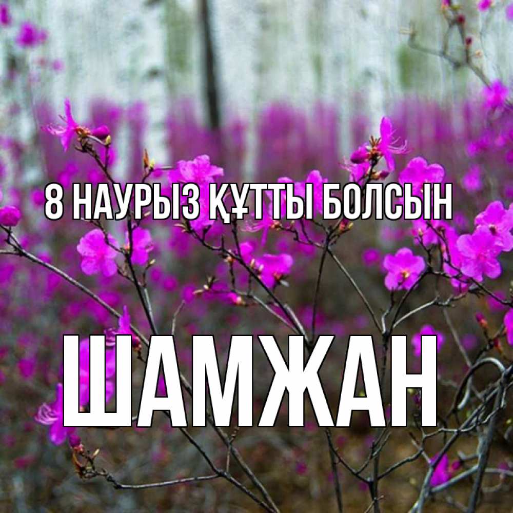 Күн сайын ашық хат с именем, ШАМЖАН 8 наурыз құтты болсын дикие цветы Онлайн тегін жүктеп алу тілектері бар керемет карта 
