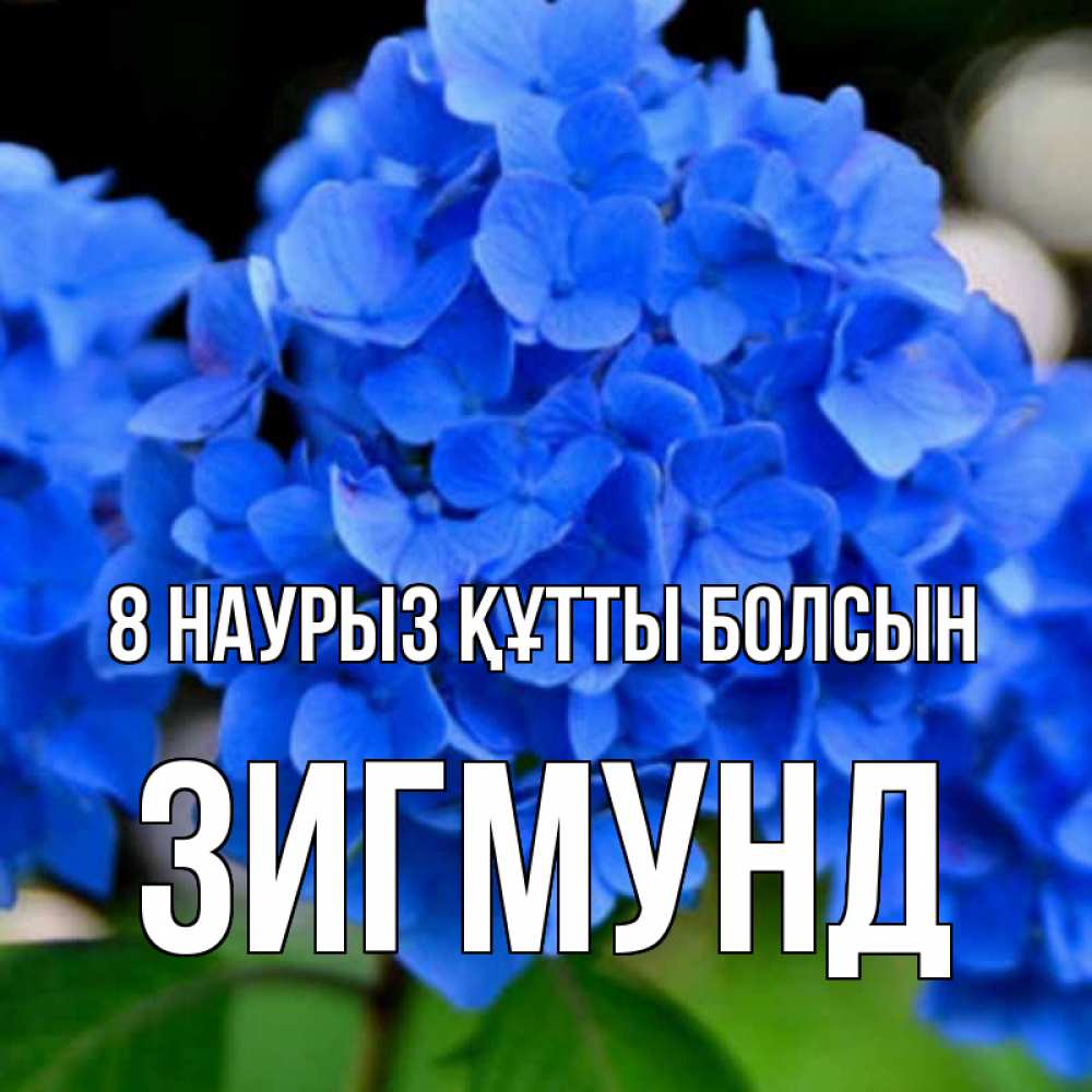 Күн сайын ашық хат с именем, Зигмунд 8 наурыз құтты болсын синие цветы Онлайн тегін жүктеп алу тілектері бар керемет карта 