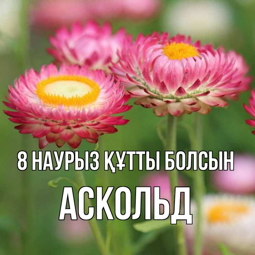 Күн сайын ашық хат с именем, Аскольд 8 наурыз құтты болсын подарок на международный женский день Онлайн тегін жүктеп алу тілектері бар керемет карта 