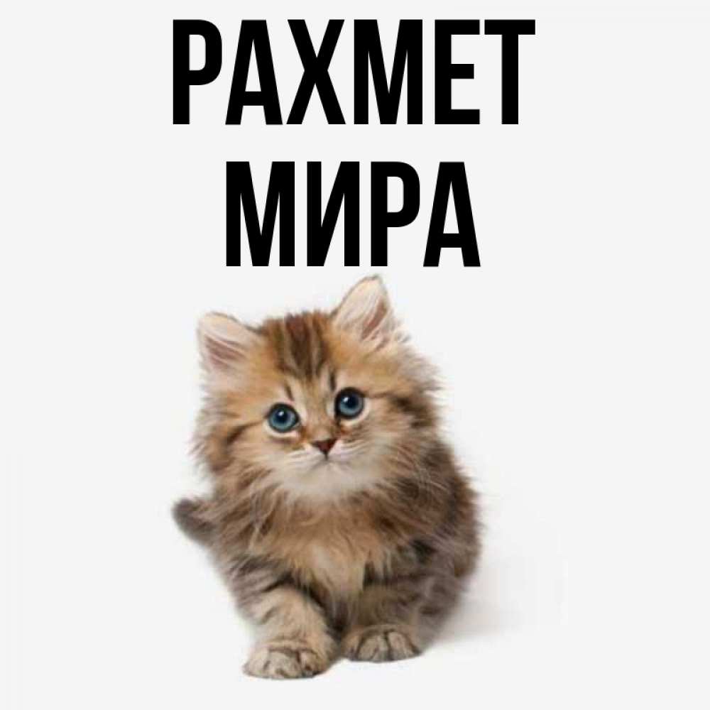 Күн сайын ашық хат с именем, МИРА рахмет пушистый котик Онлайн тегін жүктеп алу тілектері бар керемет карта 