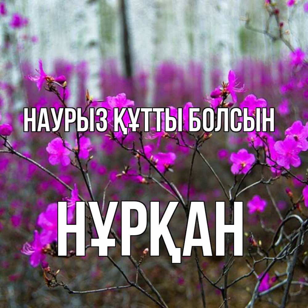 Күн сайын ашық хат с именем, Нұрқан Наурыз құтты болсын дикие цветы Онлайн тегін жүктеп алу тілектері бар керемет карта 
