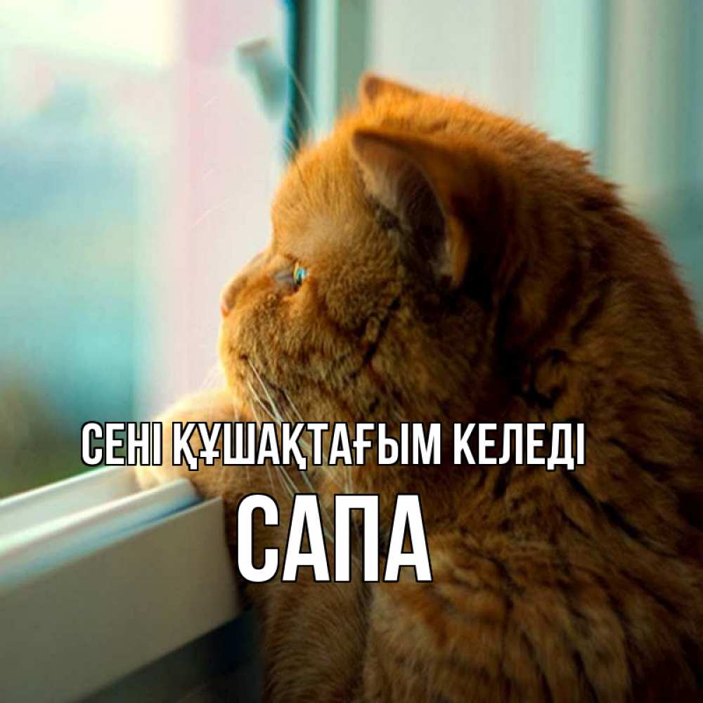 Күн сайын ашық хат с именем, САПА сені құшақтағым келеді большой огромный рыжий котяра Онлайн тегін жүктеп алу тілектері бар керемет карта 