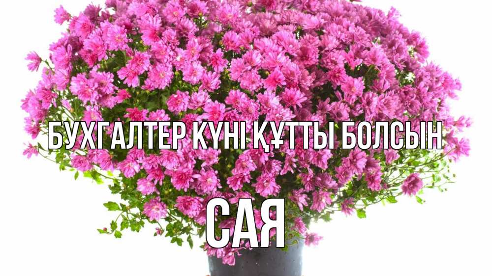 Күн сайын ашық хат с именем, САЯ бухгалтер күні құтты болсын с днем бухгалтера Онлайн тегін жүктеп алу тілектері бар керемет карта 