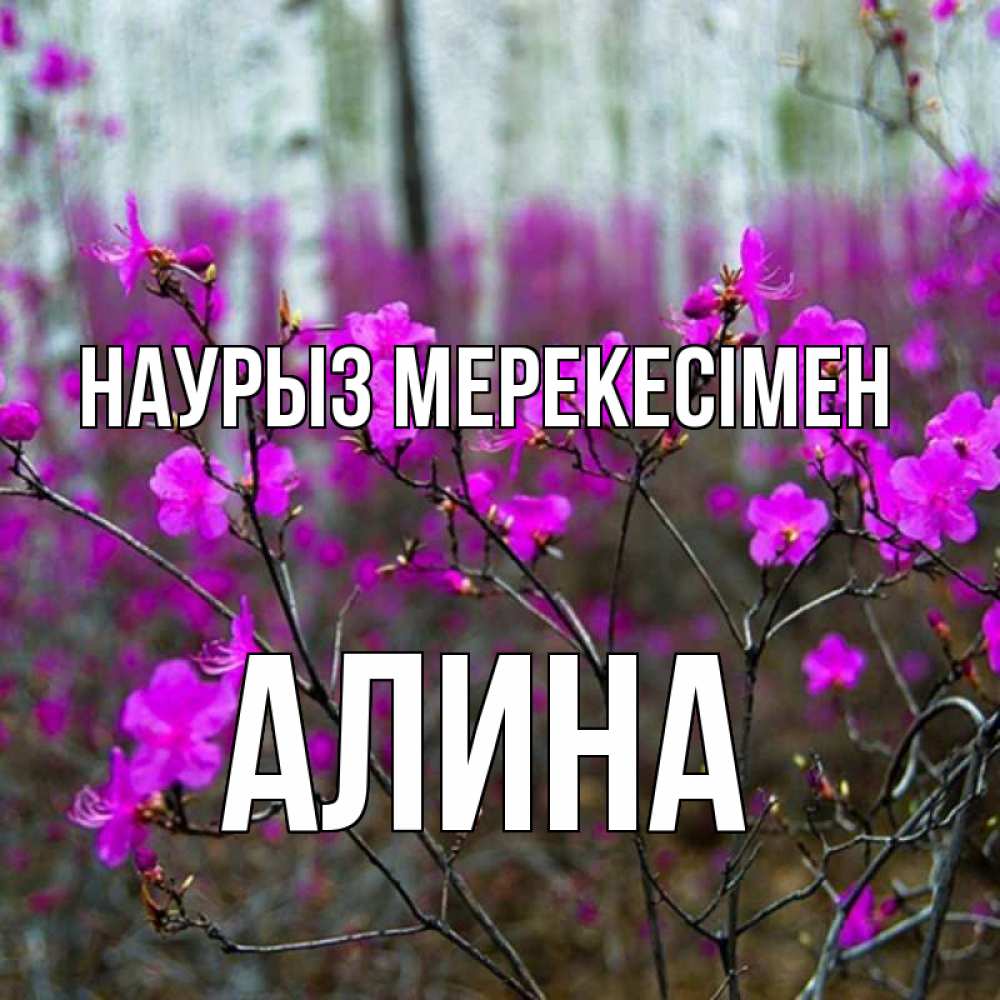Күн сайын ашық хат с именем, Алина Наурыз мерекесімен дикие цветы Онлайн тегін жүктеп алу тілектері бар керемет карта 