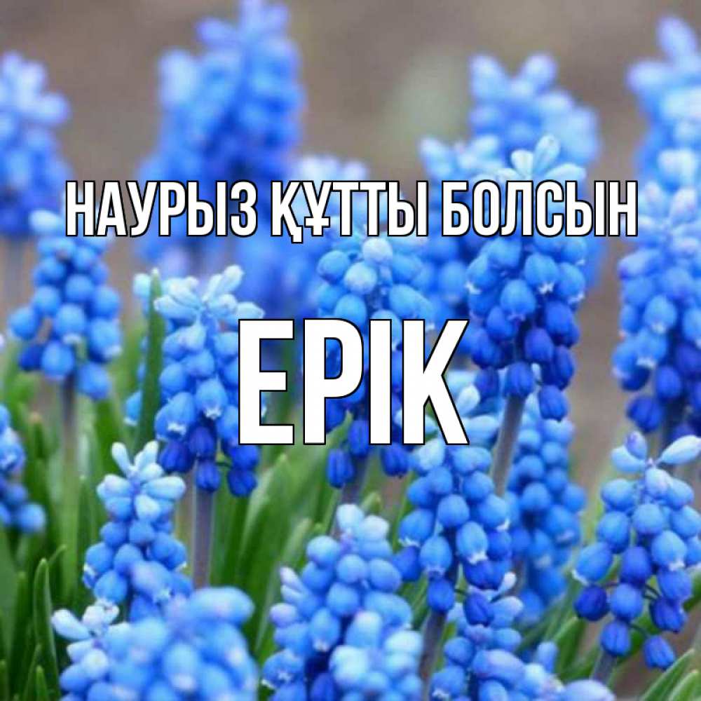 Күн сайын ашық хат с именем, Ерік Наурыз құтты болсын Поздравительная открытка для женщин с цветами на праздничную дату Онлайн тегін жүктеп алу тілектері бар керемет карта 