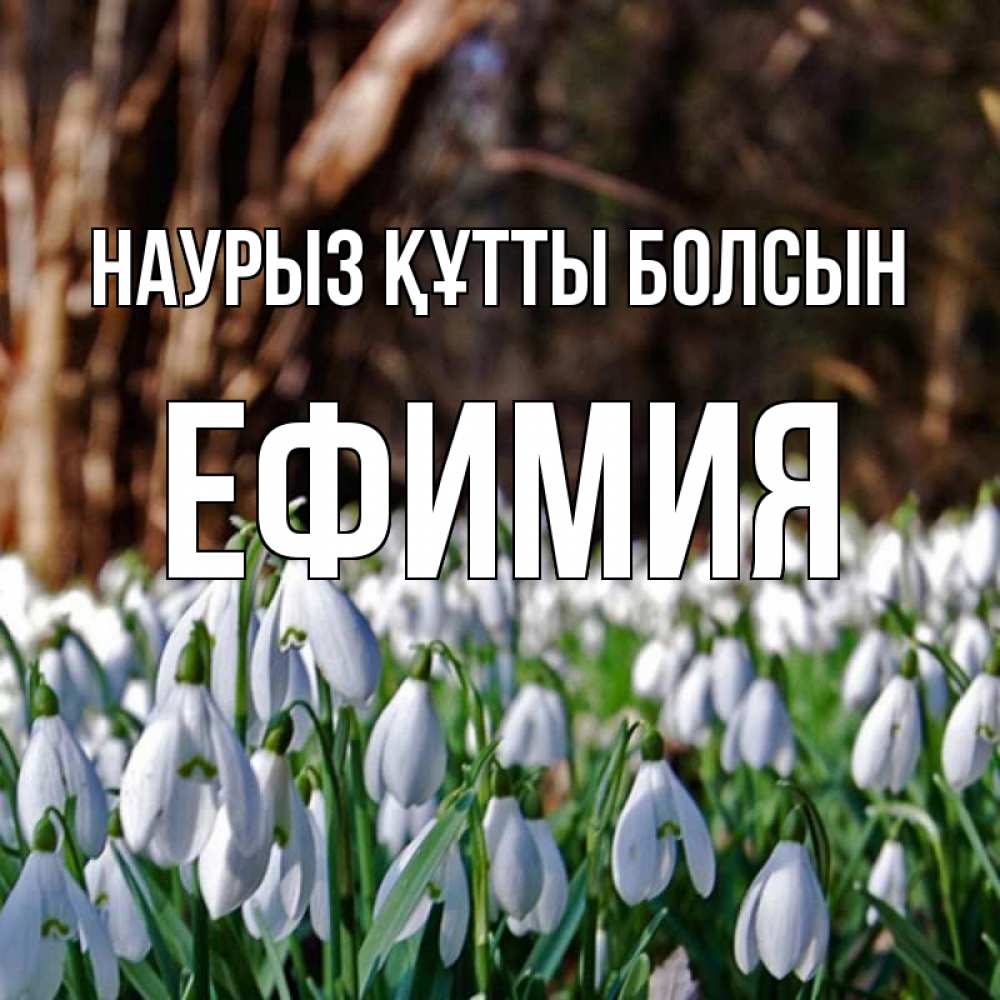 Күн сайын ашық хат с именем, Ефимия Наурыз құтты болсын с подснежниками 1 Онлайн тегін жүктеп алу тілектері бар керемет карта 