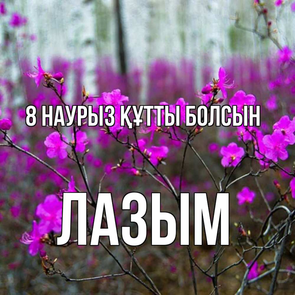 Күн сайын ашық хат с именем, ЛАЗЫМ 8 наурыз құтты болсын дикие цветы Онлайн тегін жүктеп алу тілектері бар керемет карта 