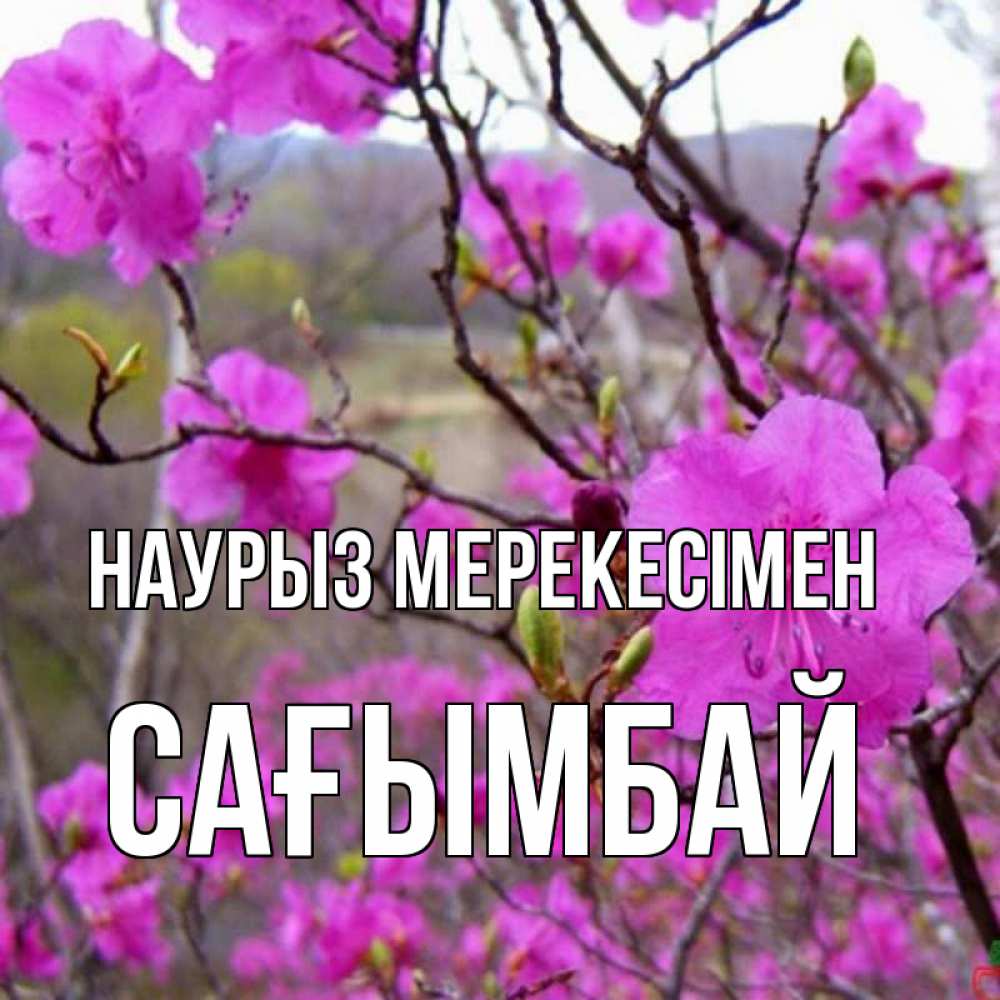 Күн сайын ашық хат с именем, Сағымбай Наурыз мерекесімен праздник весны наурыз Онлайн тегін жүктеп алу тілектері бар керемет карта 