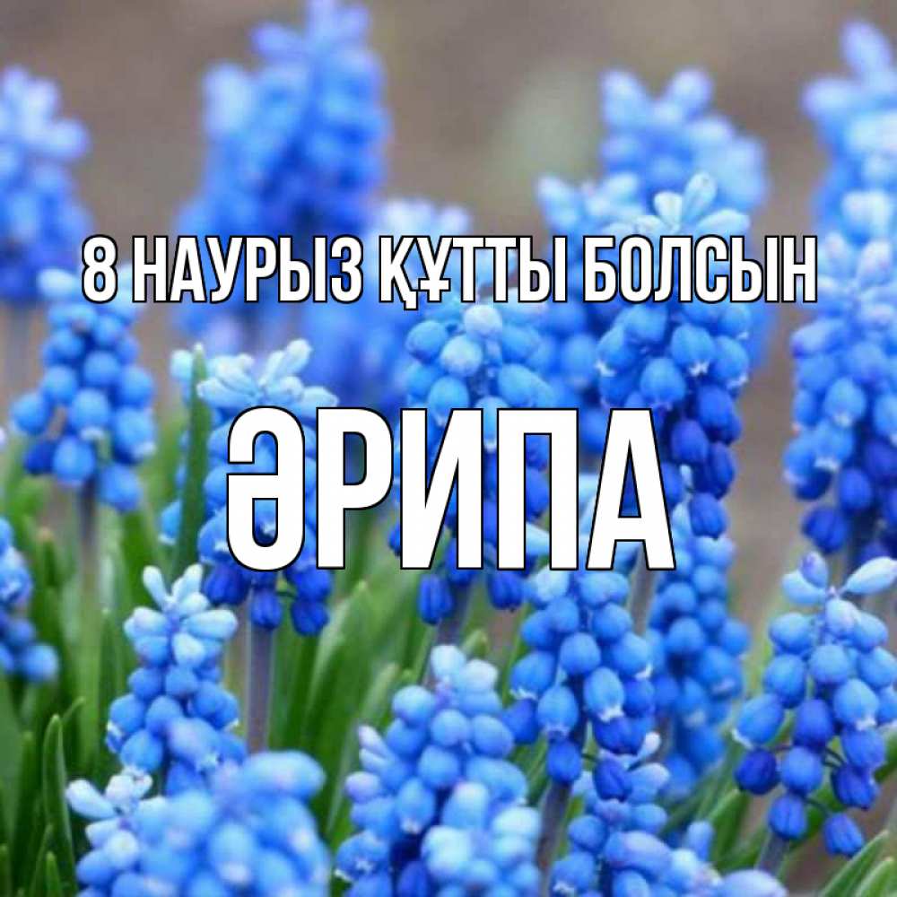 Күн сайын ашық хат с именем, ӘРИПА 8 наурыз құтты болсын Поздравительная открытка для женщин с цветами на праздничную дату Онлайн тегін жүктеп алу тілектері бар керемет карта 