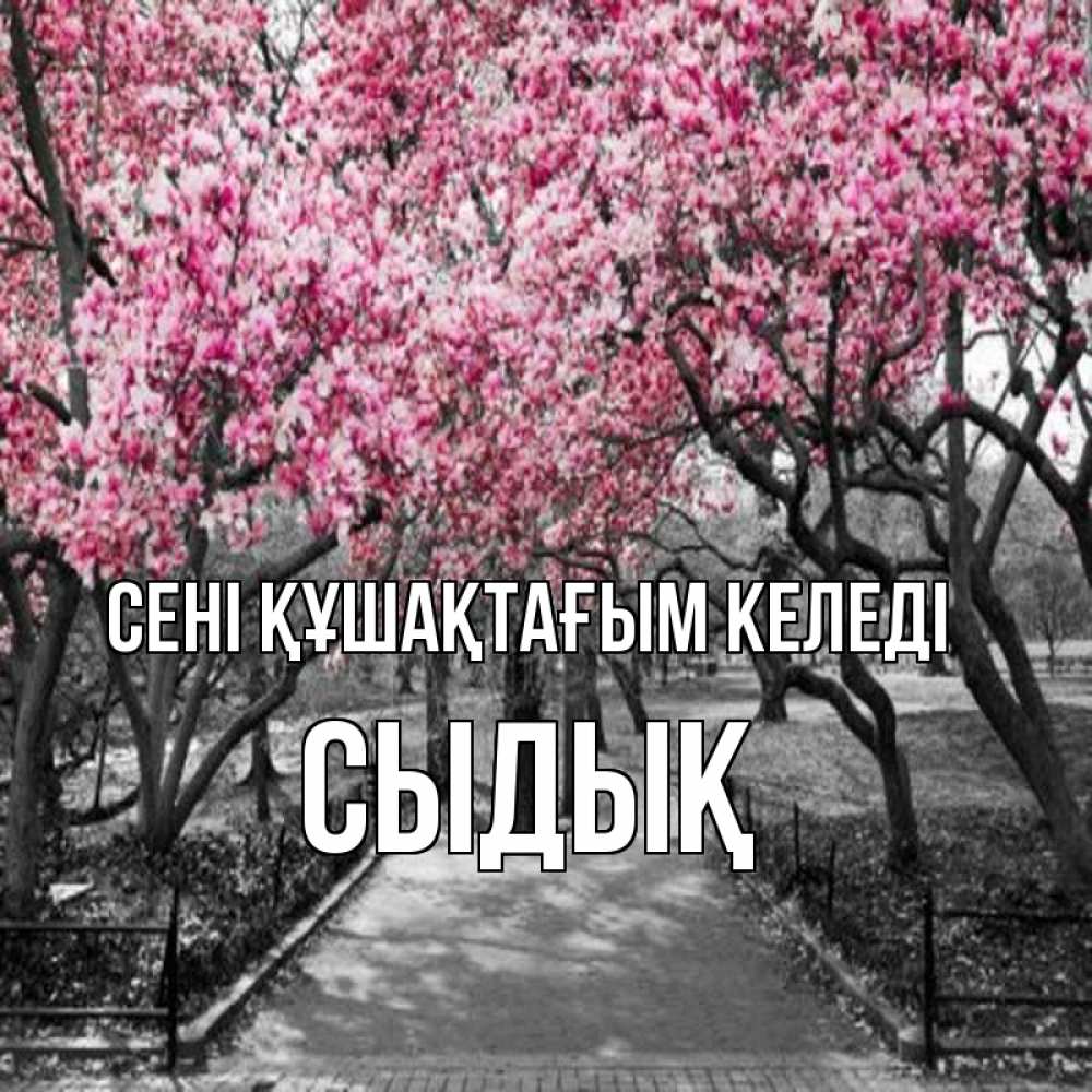 Күн сайын ашық хат с именем, СЫДЫҚ сені құшақтағым келеді обработанное фото Онлайн тегін жүктеп алу тілектері бар керемет карта 