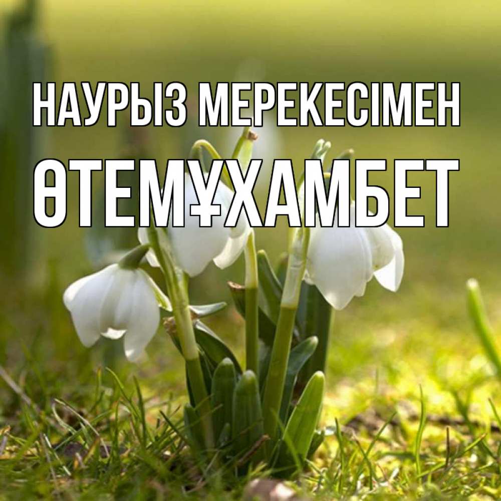 Күн сайын ашық хат с именем, ӨТЕМҰХАМБЕТ Наурыз мерекесімен ранние цветы 2 Онлайн тегін жүктеп алу тілектері бар керемет карта 