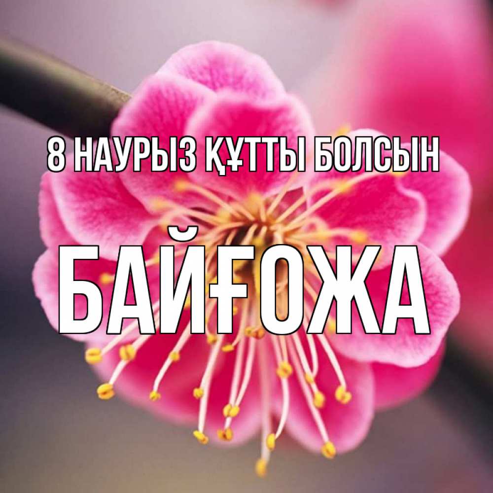 Күн сайын ашық хат с именем, Байғожа 8 наурыз құтты болсын цветы Онлайн тегін жүктеп алу тілектері бар керемет карта 