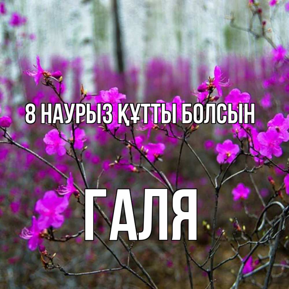 Күн сайын ашық хат с именем, Галя 8 наурыз құтты болсын дикие цветы Онлайн тегін жүктеп алу тілектері бар керемет карта 