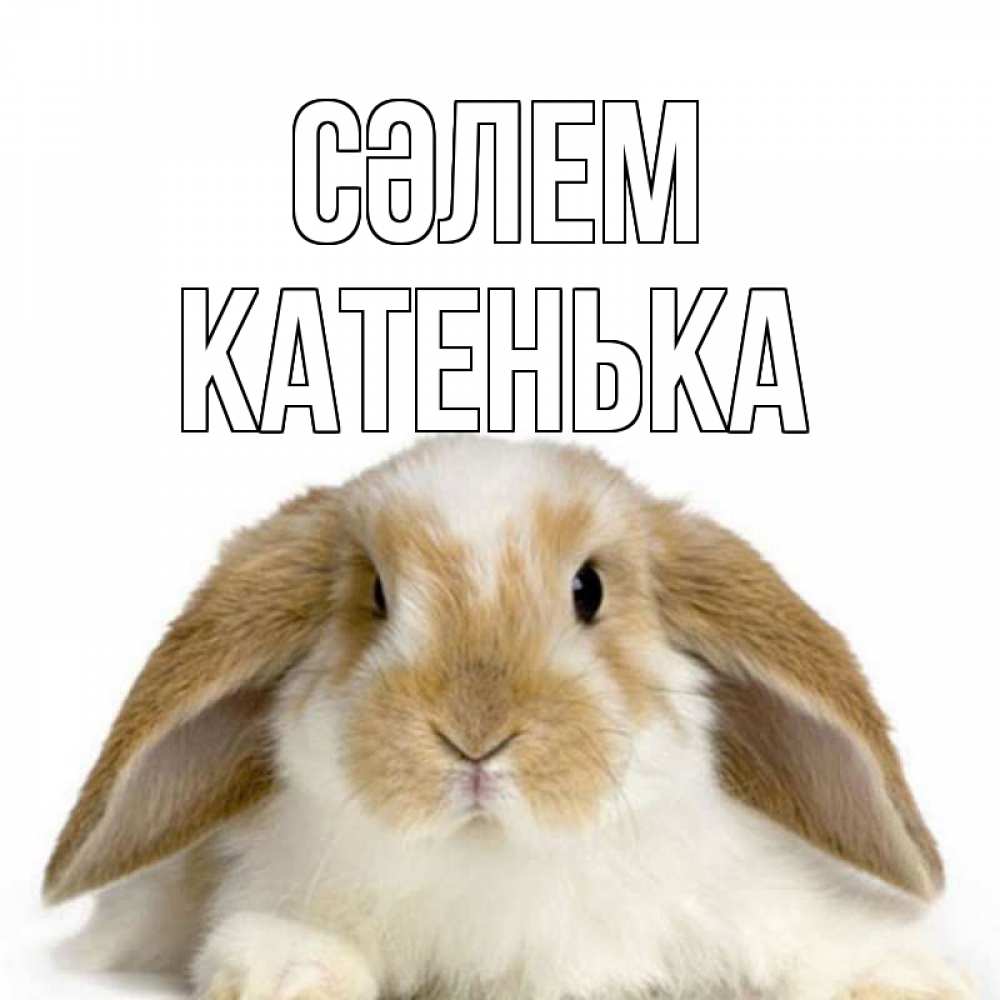 Күн сайын ашық хат с именем, Катенька Сәлем с животными Онлайн тегін жүктеп алу тілектері бар керемет карта 