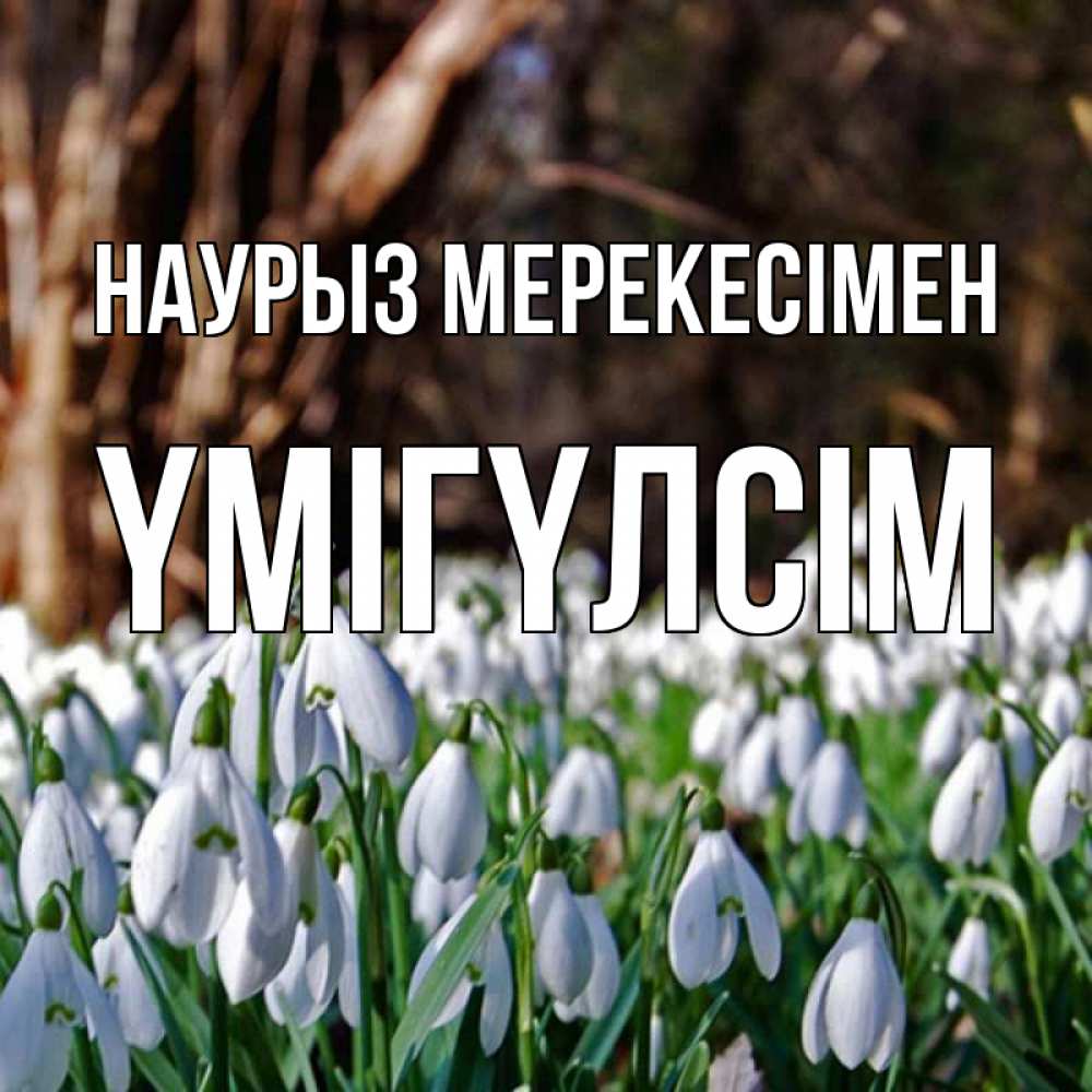 Күн сайын ашық хат с именем, ҮМІГҮЛСІМ Наурыз мерекесімен с подснежниками 1 Онлайн тегін жүктеп алу тілектері бар керемет карта 
