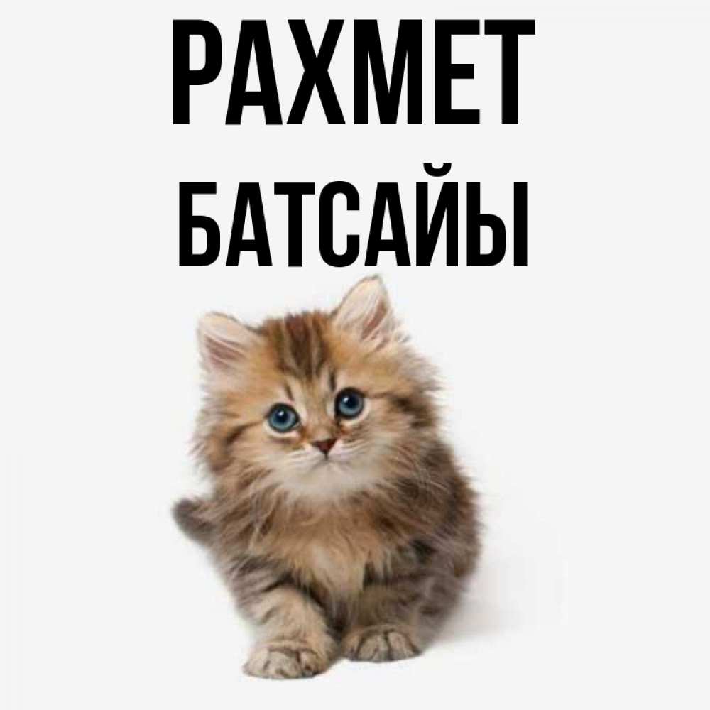 Күн сайын ашық хат с именем, Батсайы рахмет пушистый котик Онлайн тегін жүктеп алу тілектері бар керемет карта 