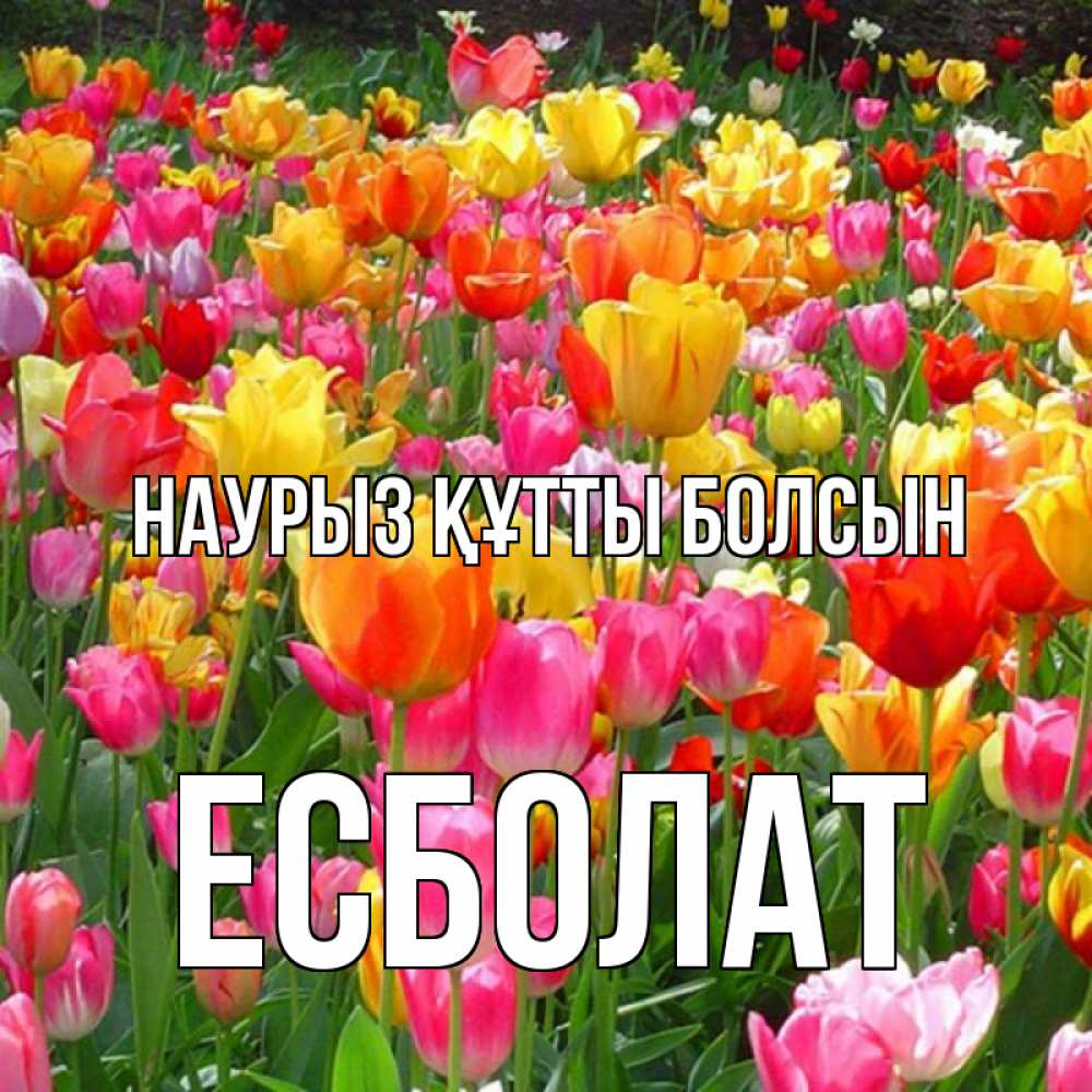 Күн сайын ашық хат с именем, Есболат Наурыз құтты болсын на наурыз  ура ура Онлайн тегін жүктеп алу тілектері бар керемет карта 