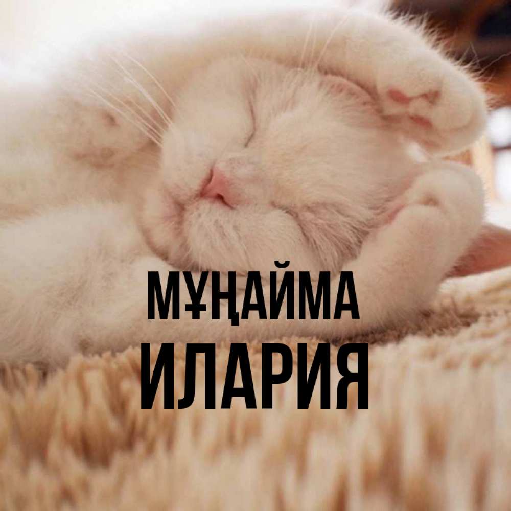 Күн сайын ашық хат с именем, Илария Мұңайма Котенок спит Онлайн тегін жүктеп алу тілектері бар керемет карта 