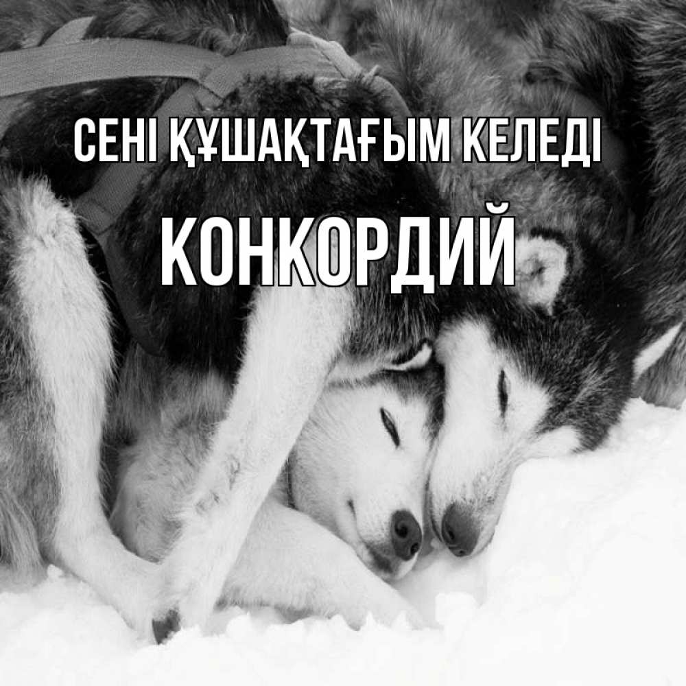 Күн сайын ашық хат с именем, Конкордий сені құшақтағым келеді собачки в упряжке Онлайн тегін жүктеп алу тілектері бар керемет карта 