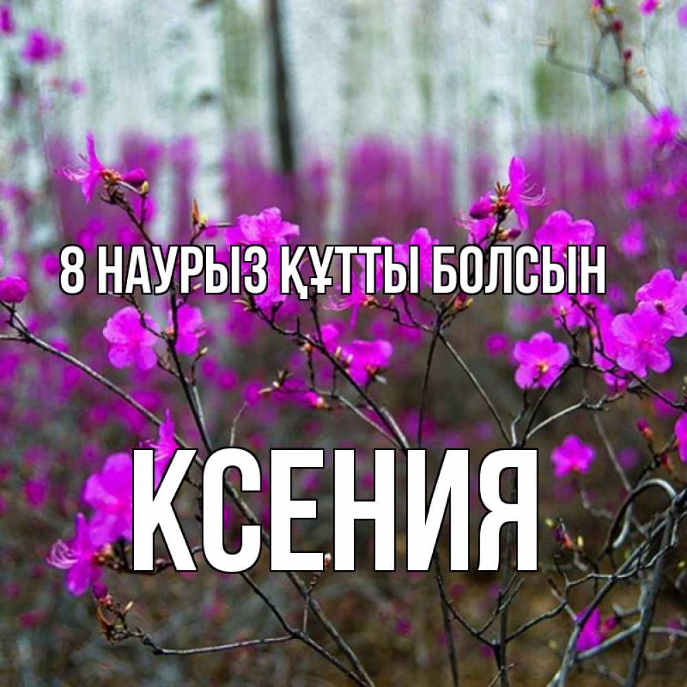 Күн сайын ашық хат с именем, Ксения 8 наурыз құтты болсын дикие цветы Онлайн тегін жүктеп алу тілектері бар керемет карта 