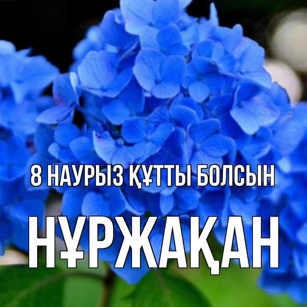 Күн сайын ашық хат с именем, НҰРЖАҚАН 8 наурыз құтты болсын синие цветы Онлайн тегін жүктеп алу тілектері бар керемет карта 